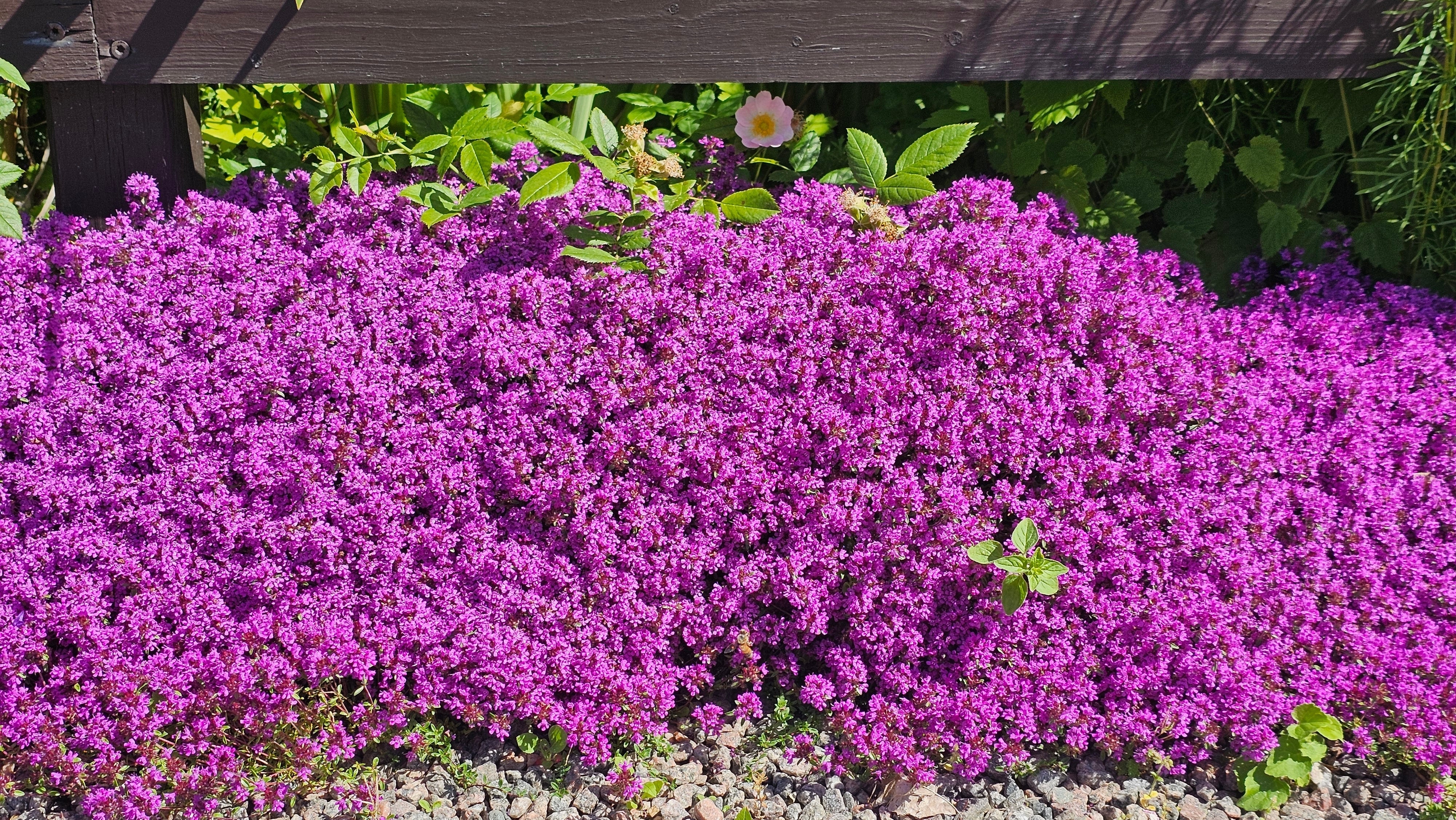 Thymus - Teppich-Thymian