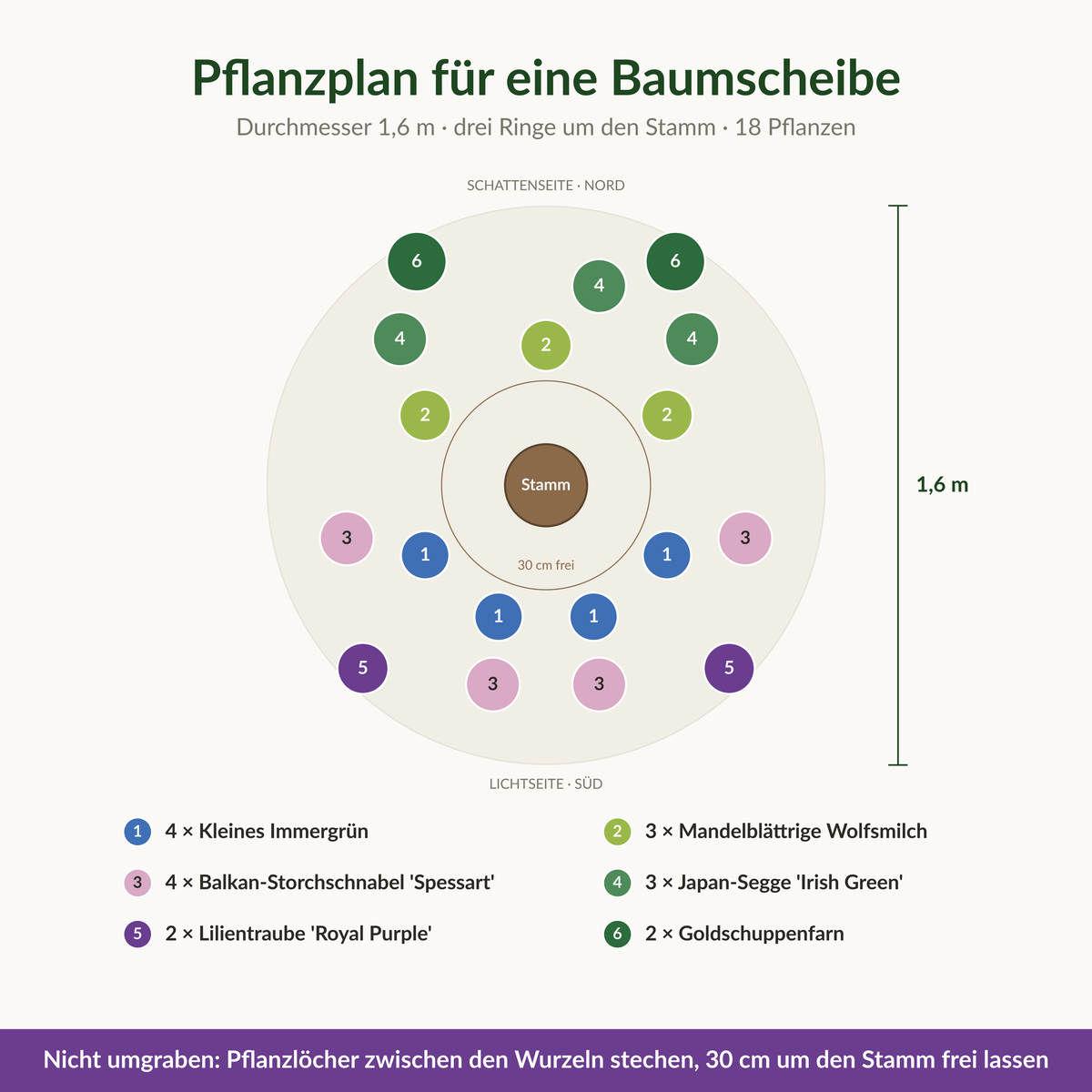 Pflanzplan für eine Baumscheibe mit 1,6 m Durchmesser: 18 Stauden in drei Ringen um den Stamm, 30 cm Stammfuß frei