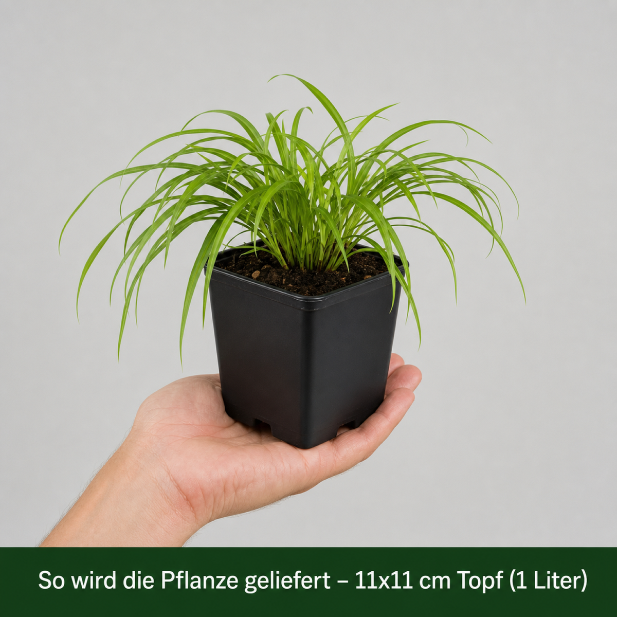 So wird das Japanische Berggras geliefert: Jungpflanze im 11 × 11 cm Topf (1 Liter) auf einer Hand
