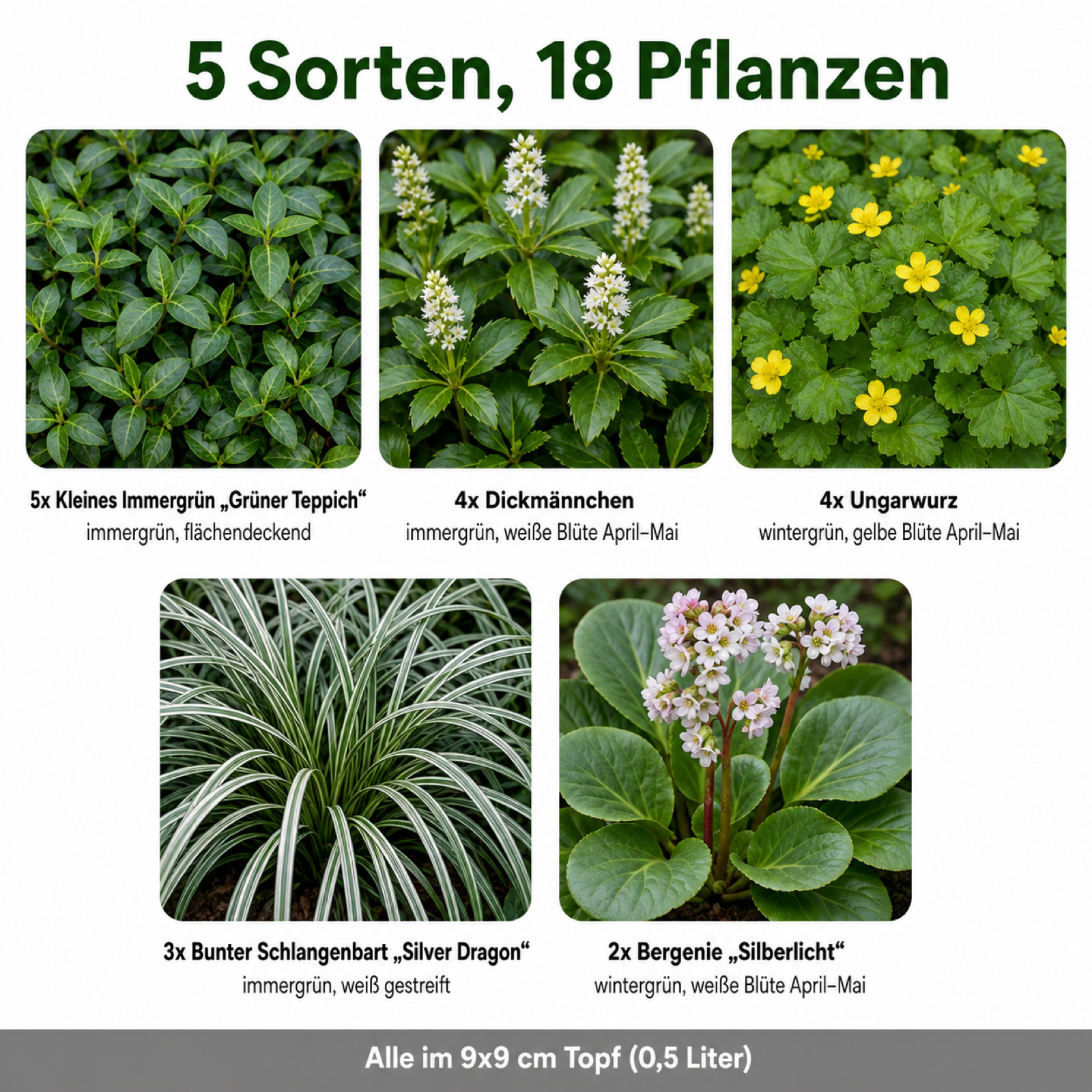 Bodendecker-Set Immergrün – 18 Stauden für Schattenflächen