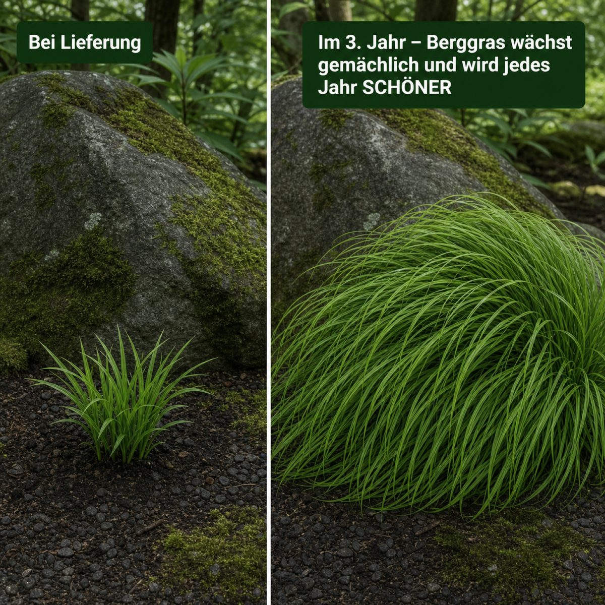 Vergleich Japanisches Berggras: bei Lieferung und im dritten Jahr als üppiger Horst am Moosfelsen