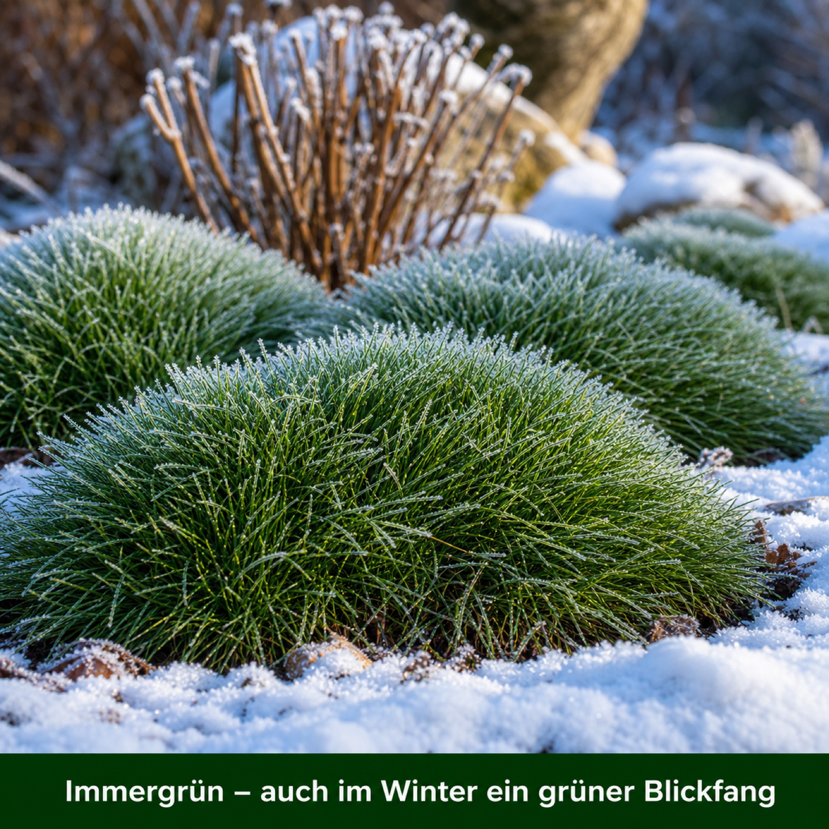 Bärenfellgras mit Raureif und Schnee – immergrün auch im Winter ein grüner Blickfang