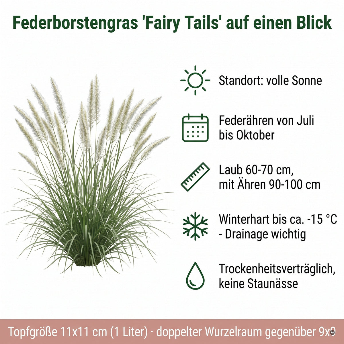 Pennisetum 'Fairy Tails' / Federborstengras