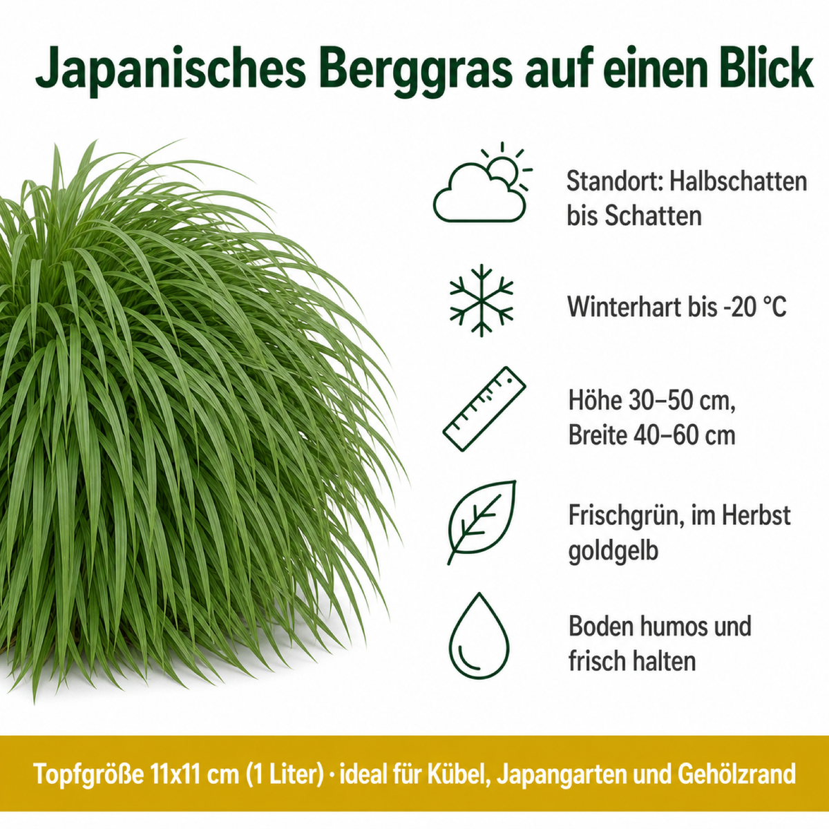 Steckbrief Japanisches Berggras: Halbschatten bis Schatten, winterhart bis −20 °C, Höhe 30–50 cm, Breite 40–60 cm, frischgrün und im Herbst goldgelb, 11 × 11 cm Topf (1 Liter)