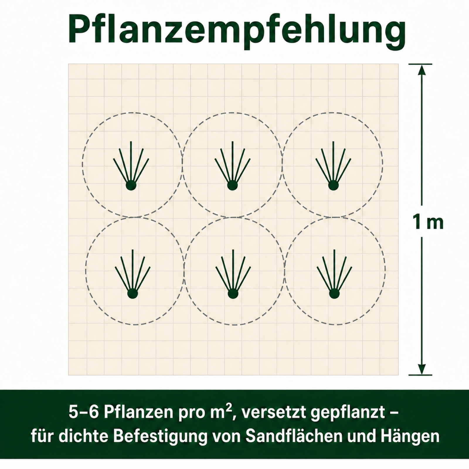 Pflanzempfehlung Strandhafer: 5 bis 6 Pflanzen pro Quadratmeter, versetzt gepflanzt, für dichte Befestigung von Sandflächen und Hängen