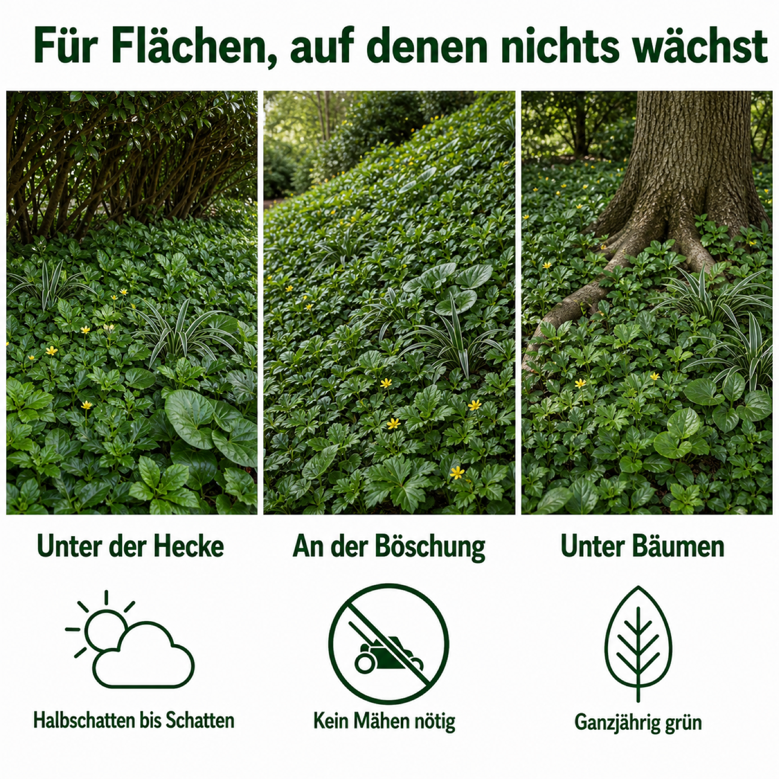 Bodendecker-Set Immergrün – 18 Stauden für Schattenflächen