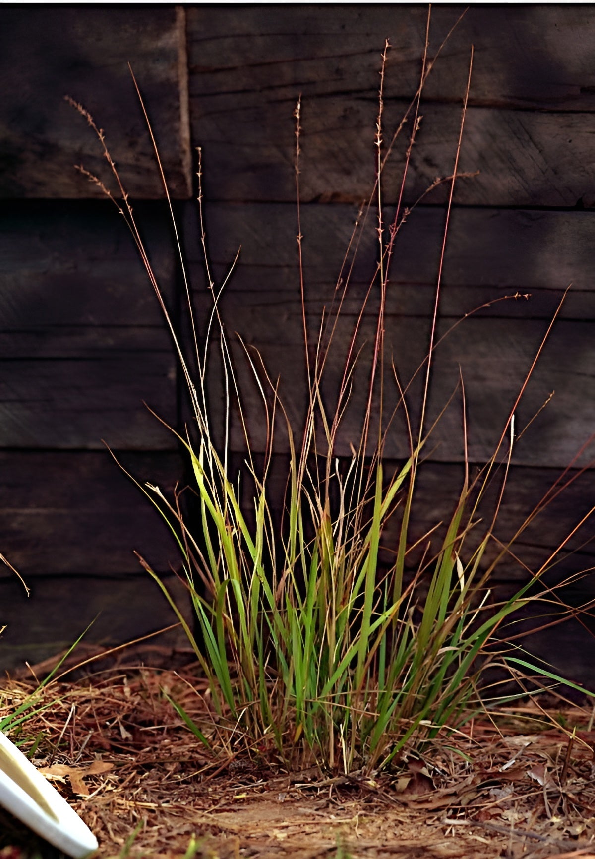 Chasmanthium laxum / Plattährengras