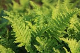 Dryopteris affinis 'Crispa' / gewellter Goldschuppenfarn