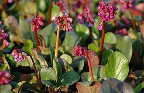 Bergenia cordifolia 'Winterglut‘ / Bergenie