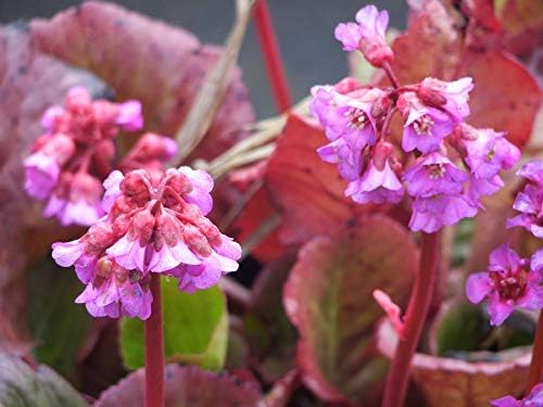Bergenia cordifolia 'Winterglut‘ / Bergenie