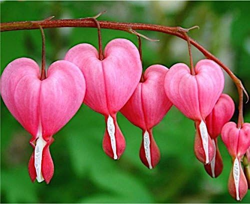 Dicentra spectabilis / Tränendes Herz