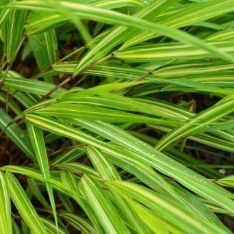 Hakonechloa macra 'Sunny Delight' / Japanisches Berggras