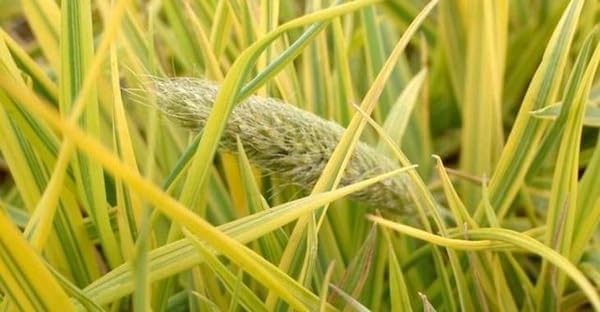 Alopecurus pratensis ‚Aureovariegatus' / Gold-Fuchsschwanz