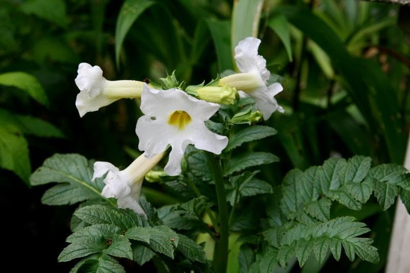 Incarvillea delavayi 'Alba' / Weiße Freilandgloxinie