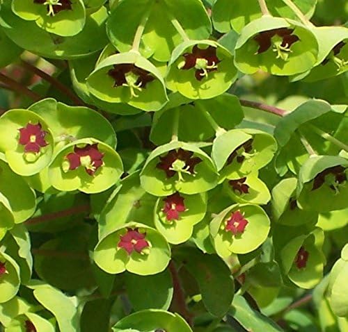 Euphorbia martinii / Wolfsmilch