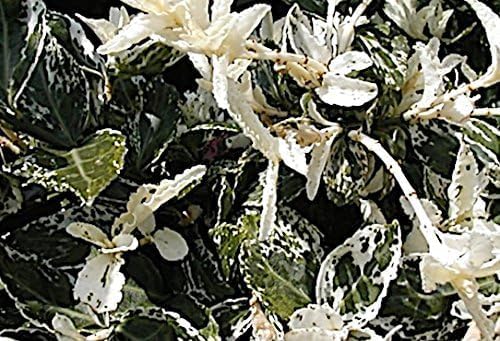 Euonymus fortunei 'Harlequin‘ / weißgrüner Spindelstrauch