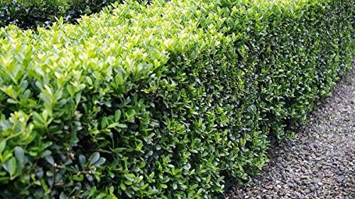 Ilex crenata 'Caroline Upright' / Japanische Stechpalme