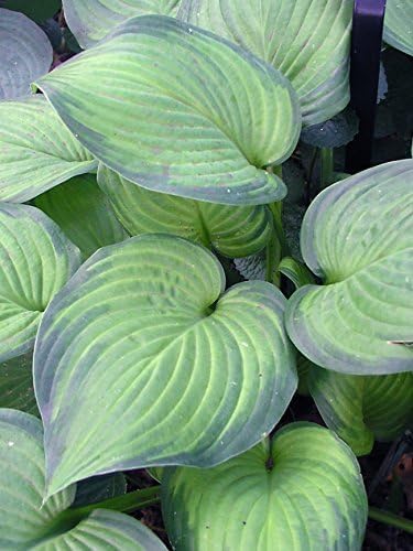 Hosta plantaginea 'Guacamole' / Duft Funkie