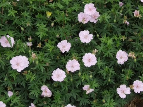 Geranium sanguineum 'Apfelblüte' / Rosa Blut Storchschnabel