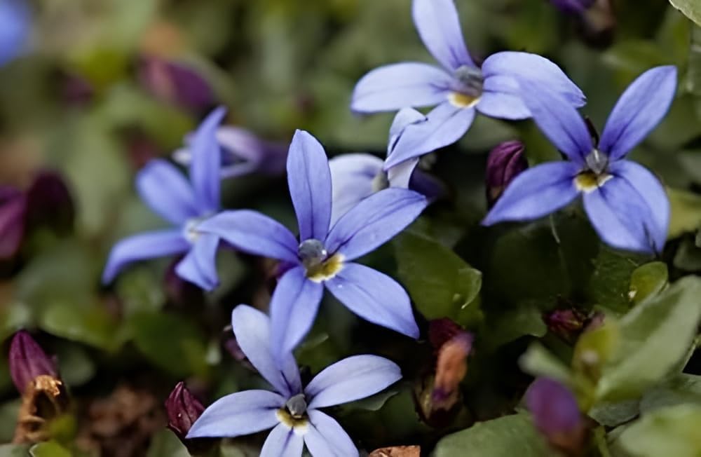 Isotoma fluviatilis 'Dunkelblau' / Blauer Bubikopf