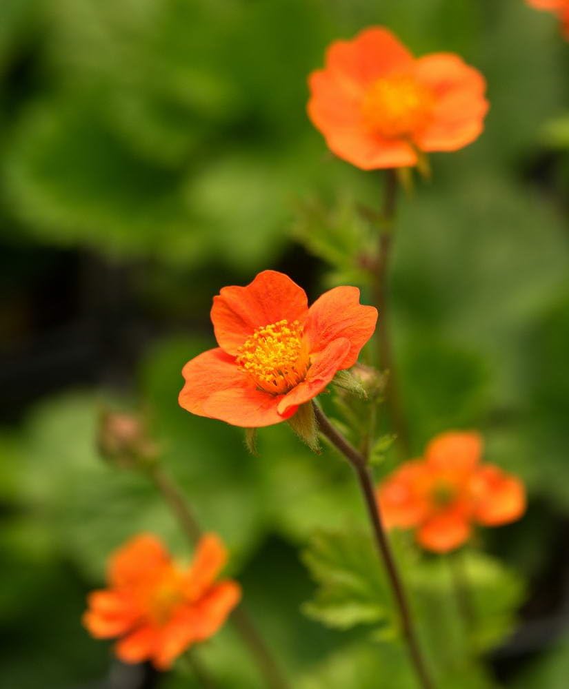 Geum coccineum ‚Koi' / Orangerotblühender Nelkenwurz