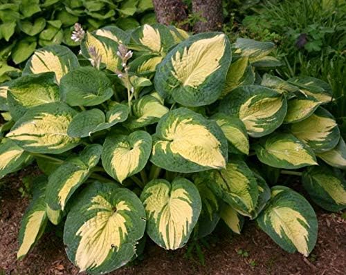 Hosta sieboldiana 'Great Expectation' / Funkie