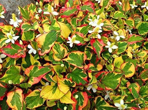 Houttuynia cordata 'Chameleon' / Bunter Eidechsenschwanz