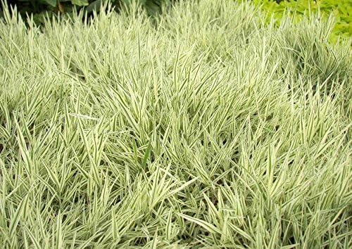 Holcus mollis 'Variegatus' / Weiches Honiggras