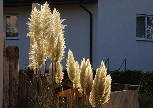 Cortaderia selloana ‚Evita‘ / Pampasgras - XXL Topf