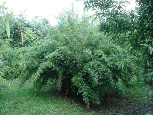 Fargesia denudata 'Lancaster 1' / Pandabambus XXL