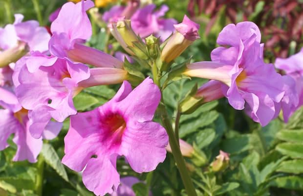 Incarvillea delavayi / Freilandgloxinie