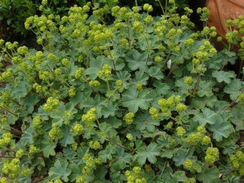 Alchemilla erythropoda / Kleiner Frauenmantel