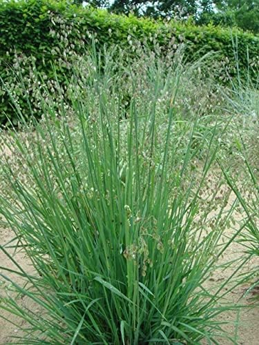 Briza media / Zittergras