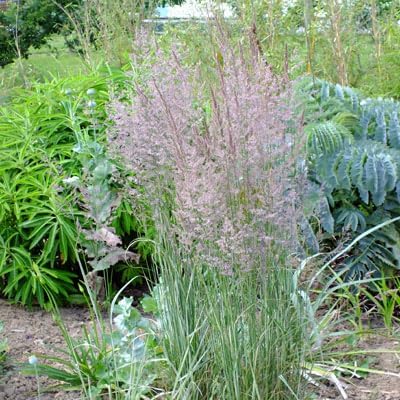 Calamagrostis acutiflora 'Overdam'/ Buntes Reitgras