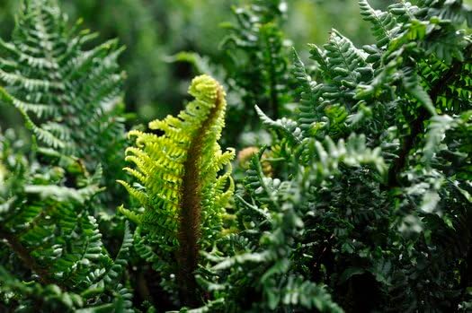 Dryopteris affinis 'Crispa Congesta'/ krauser Goldschuppenfarn