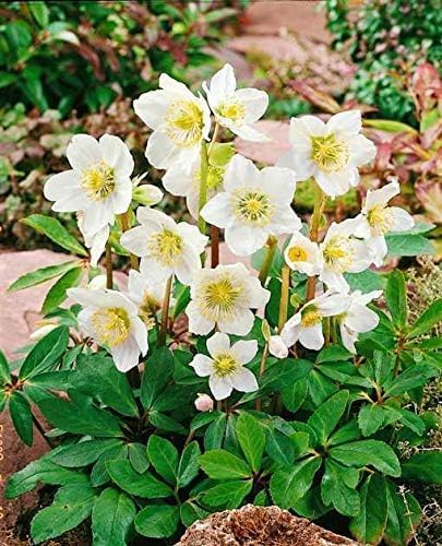 Helleborus niger 'Advent Star' / Christrose
