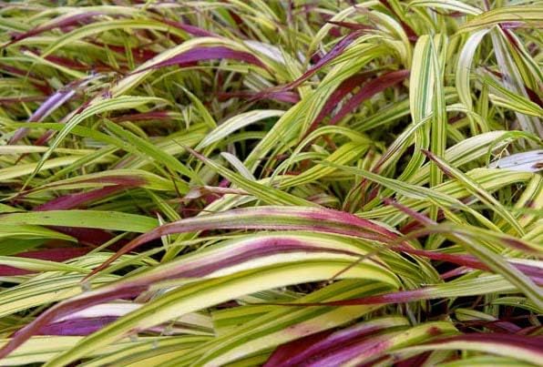 Hakonechloa macra 'Naomi' / Japanisches Berggras