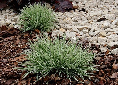 Holcus mollis 'Variegatus' / Weiches Honiggras