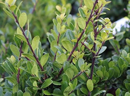 Ilex crenata 'Caroline Upright' / Japanische Stechpalme