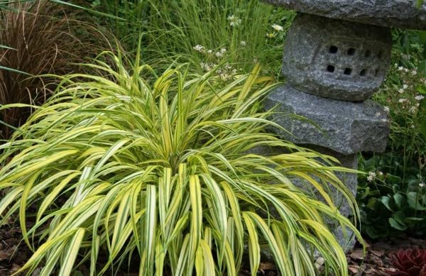 Hakonechloa macra 'Sunny Delight' / Japanisches Berggras