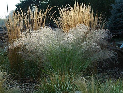 Eragrostis trichoides / Bogen-Liebesgras
