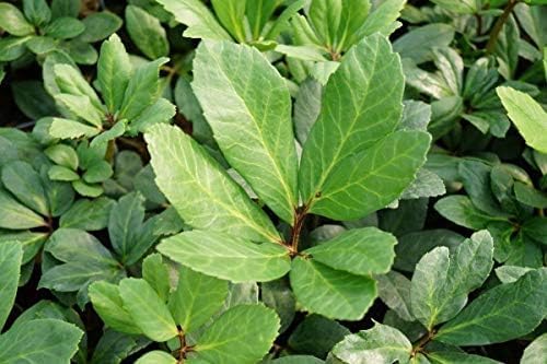 Helleborus niger 'Advent Star' / Christrose