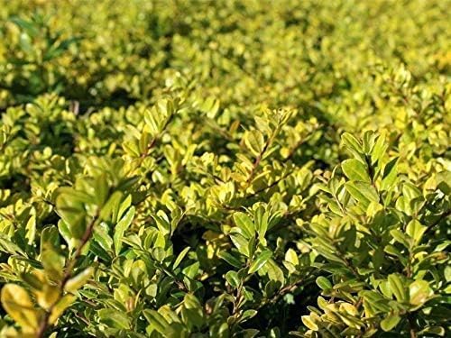 Ilex crenata 'Golden Gem‘ Kugel 30-40 cm / Gelber Berg Ilex