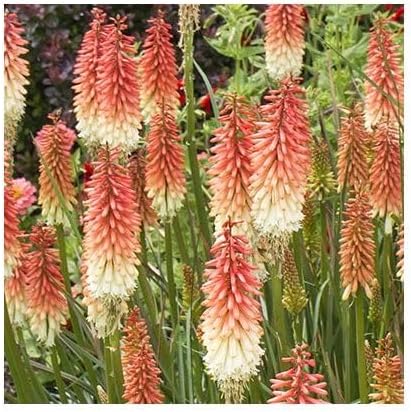 Kniphofia 'Orange Vanilla Popsicle' / Bunte Fackellilie - Tritome
