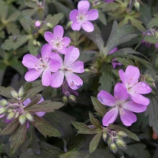 Geranium maculatum 'Espresso' / Dunkelblättriger Storchschnabel