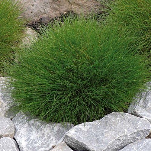 Festuca gautieri / Bärenfellgras