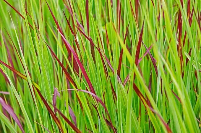 Panicum virgatum 'Heiliger Hain' / Blaurote Rutenhirse