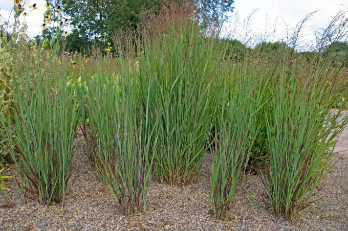 Panicum virgatum 'Heiliger Hain' / Blaurote Rutenhirse