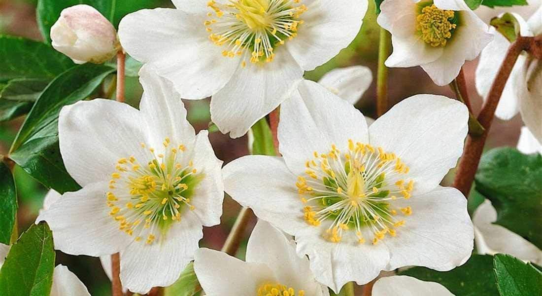 Helleborus niger 'Advent Star' / Christrose
