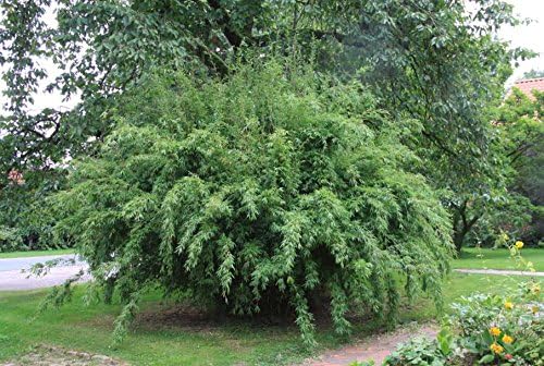 Fargesia denudata 'Lancaster 1' / Pandabambus XXL